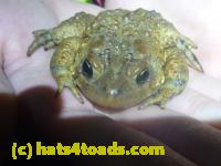 /home//u458753944/public_html/sourcegallery//Roxborough Toad Detour/2013-2019/2014/2014-04-02/P1140886.JPG